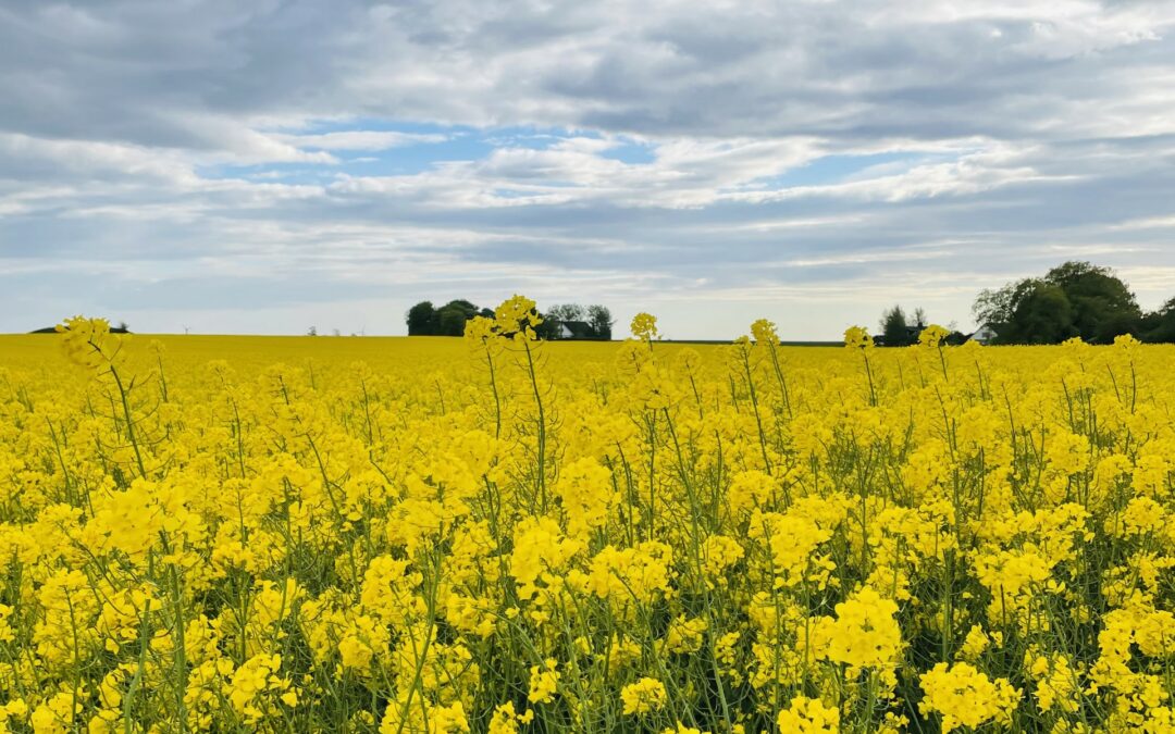 Sommarhälsning från PeHå Förvaltning